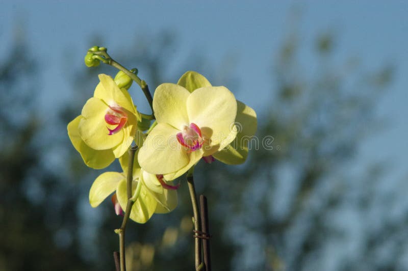 desert orchids 0044