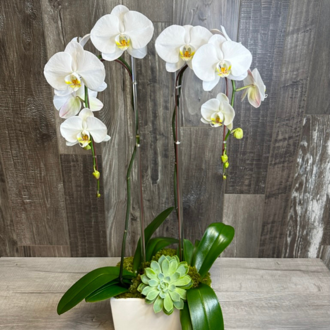 desert orchids 0049