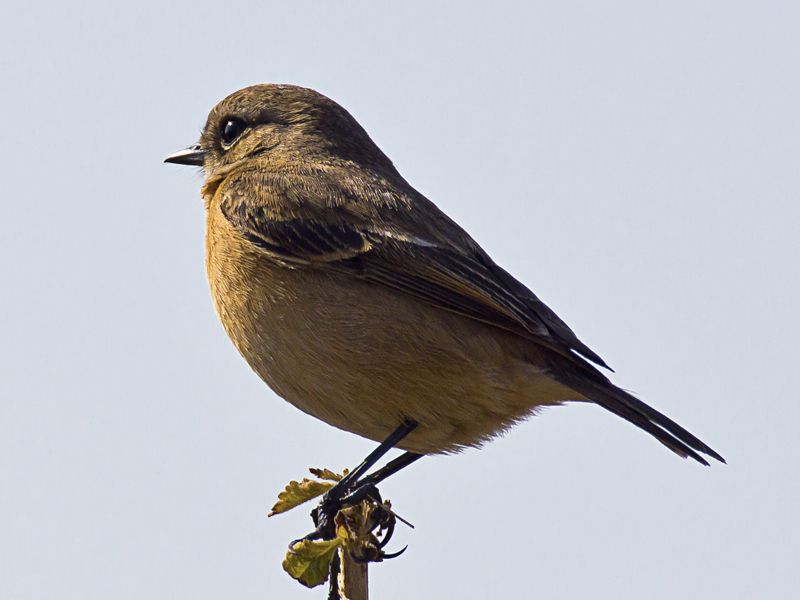 dickie bird habitat