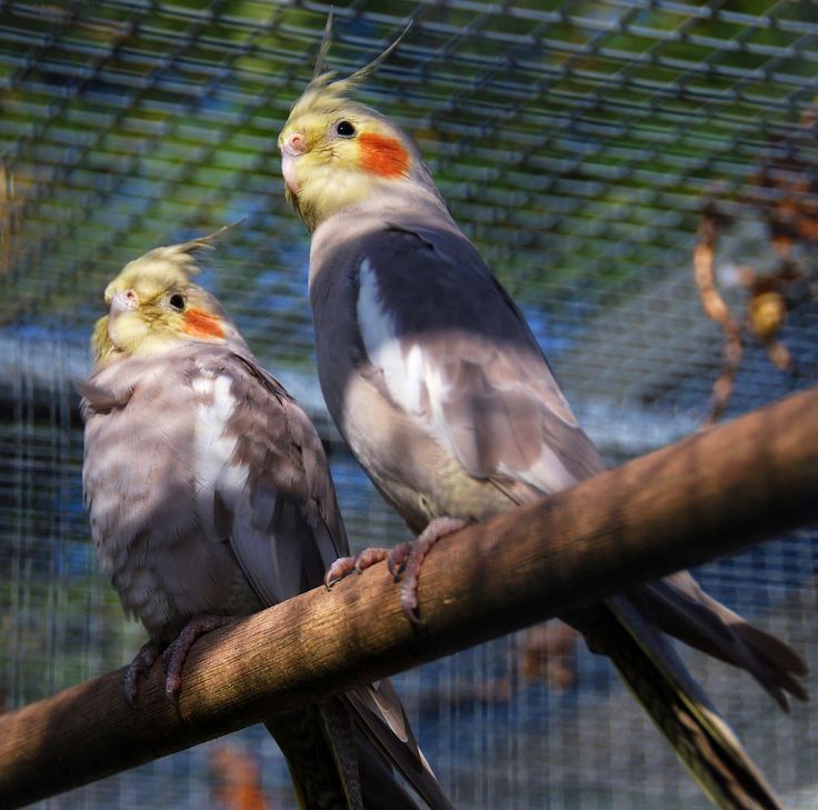 dickie bird migration