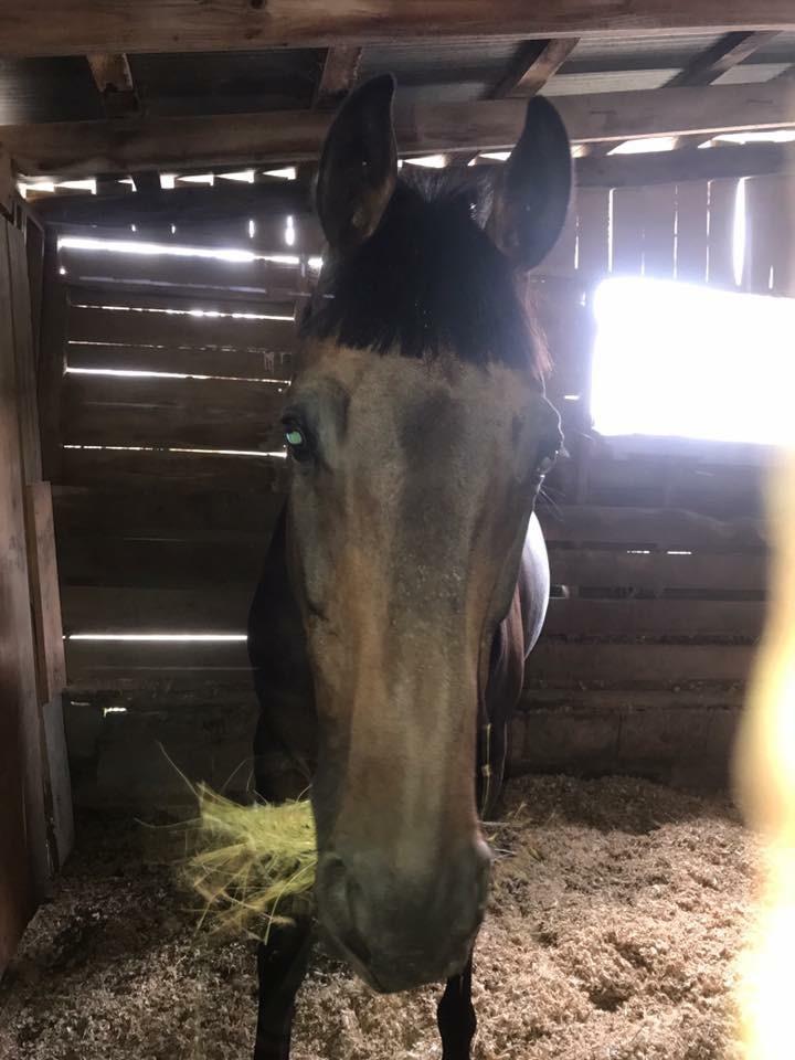 DIY horse haircuts