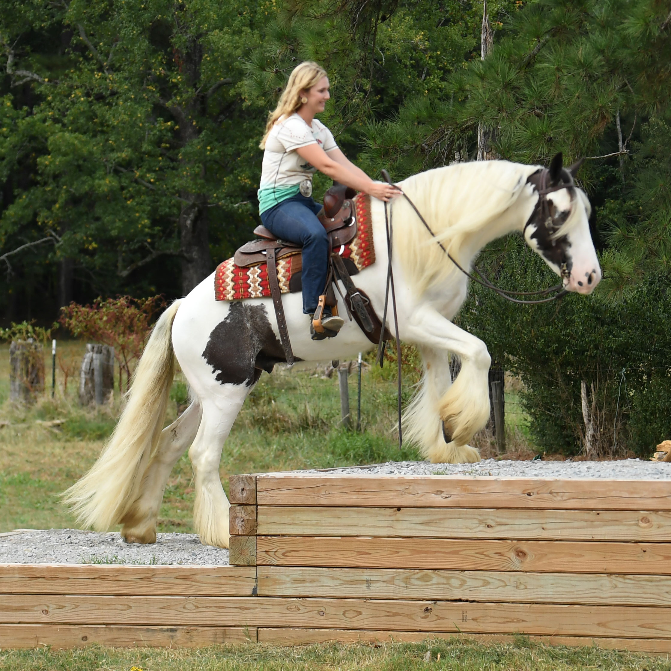 equestrian art for sale