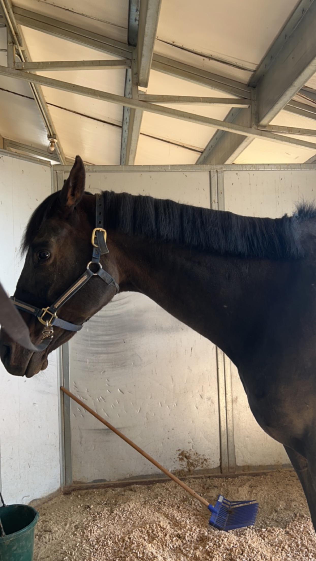 equestrian mane styles