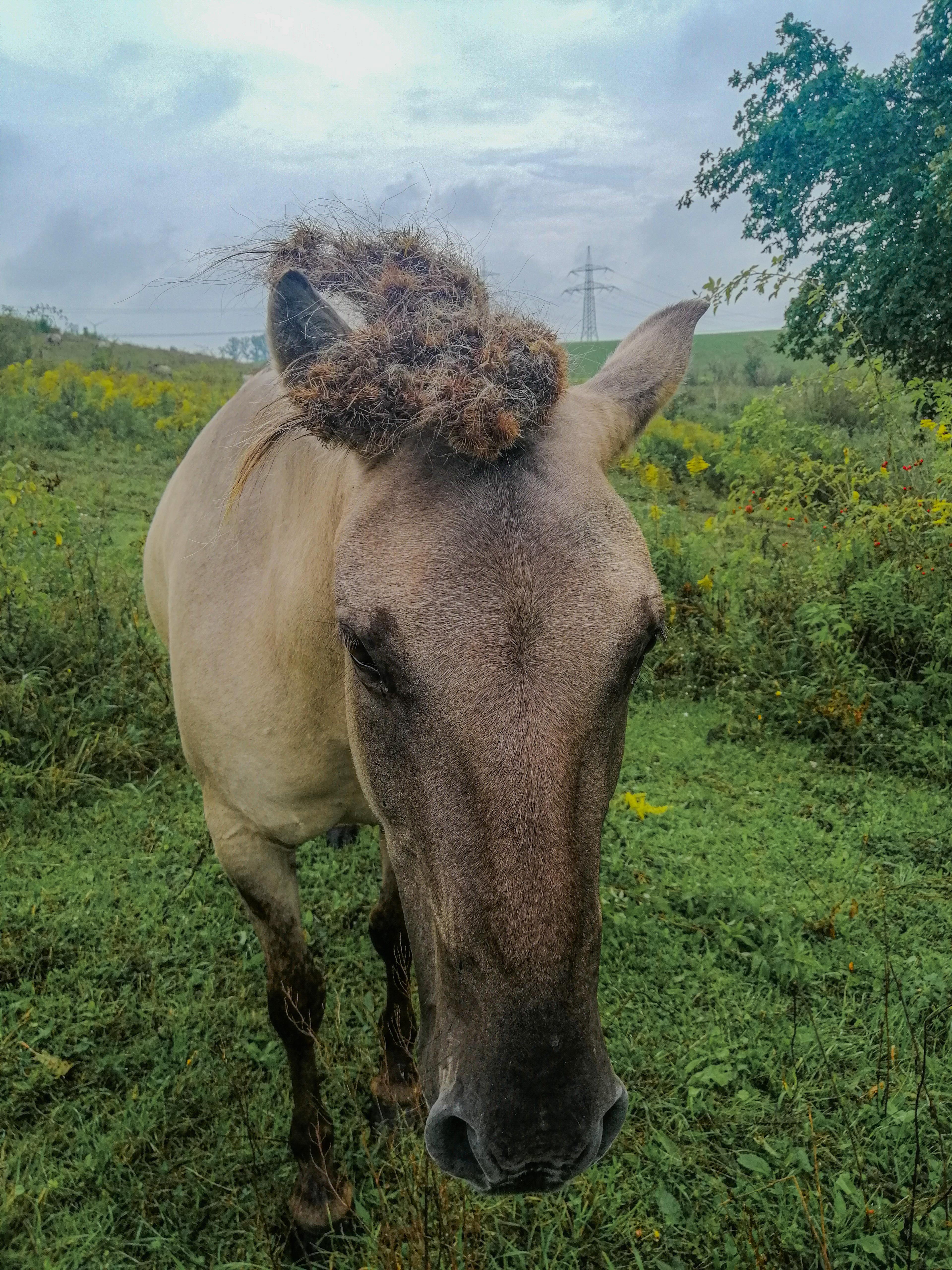 equine hairstyle trends