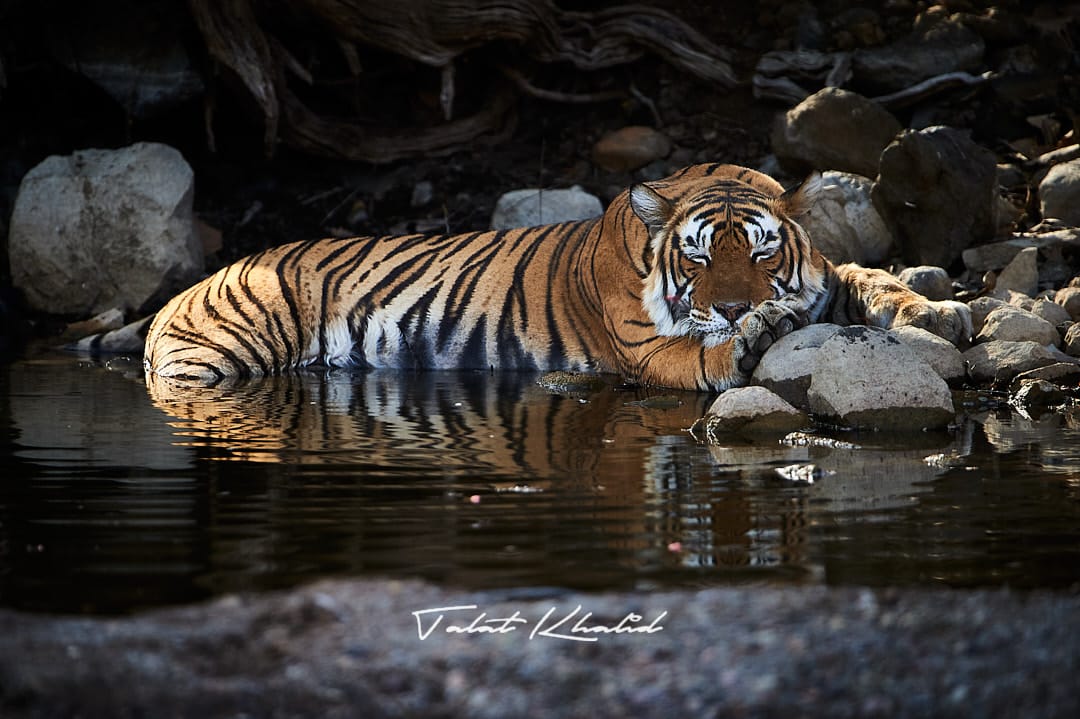 ethical tiger photography.