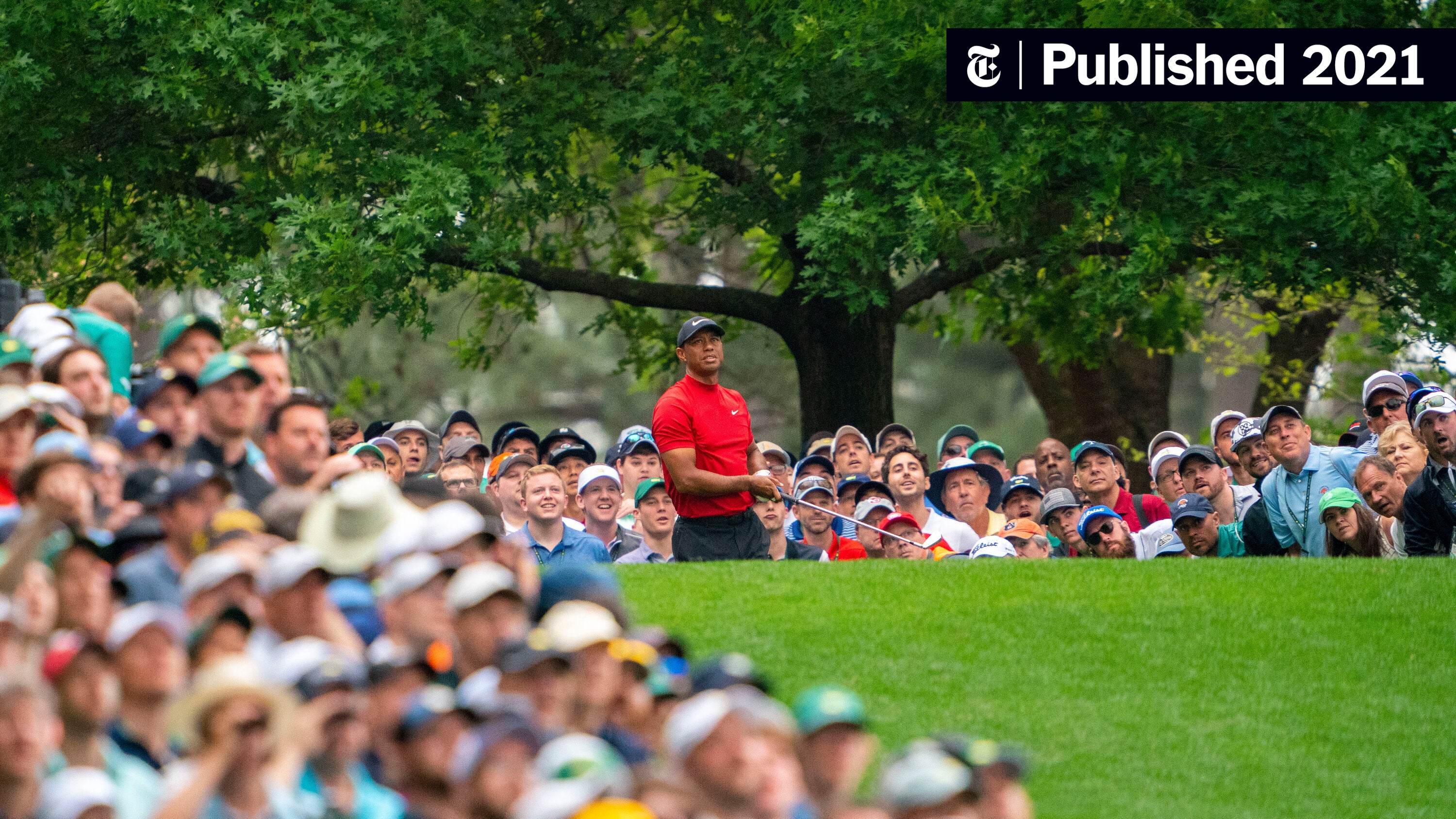 fuzzy zoeller tiger 0022