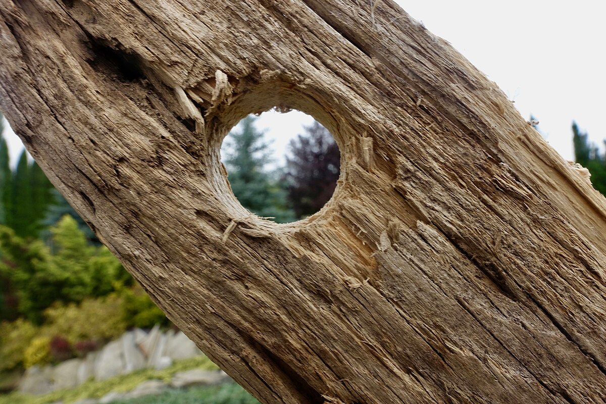 golf hole in one photos
