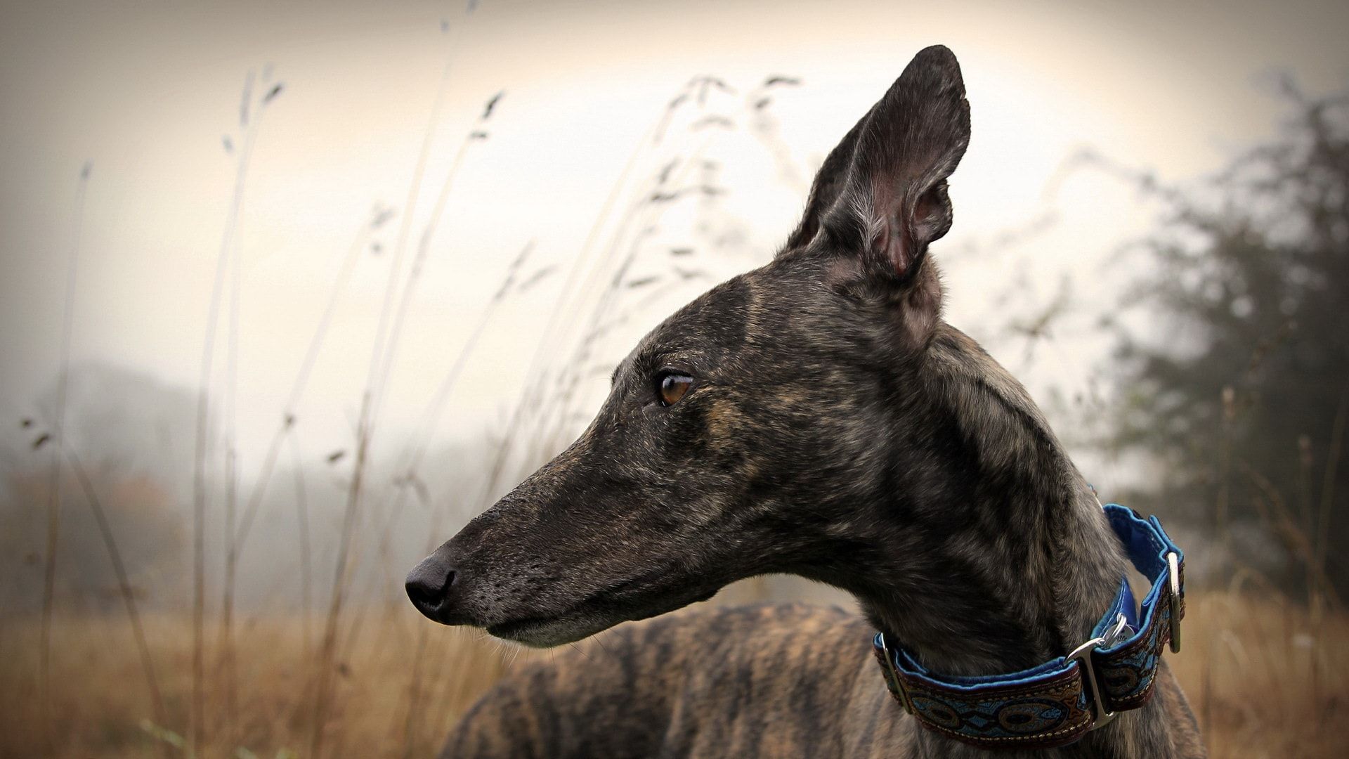 greyhound care tips