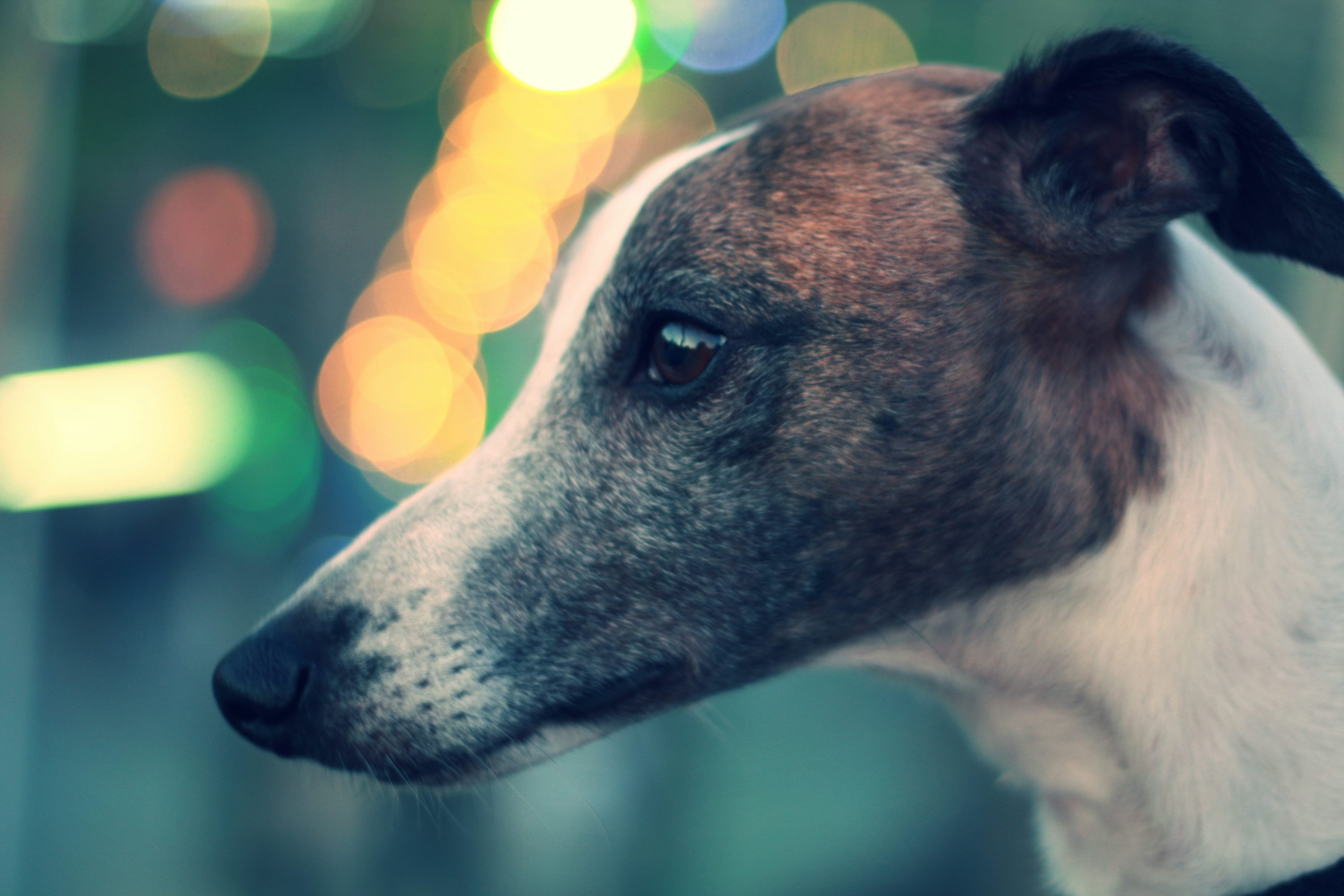 greyhound health issues