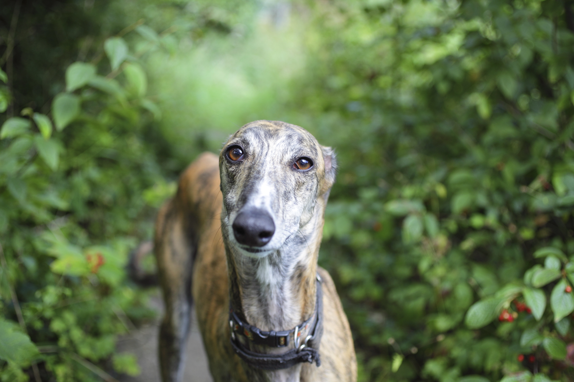 greyhound racing australia 0017