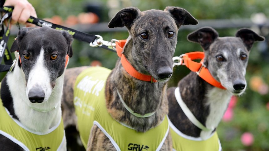 greyhound racing history
