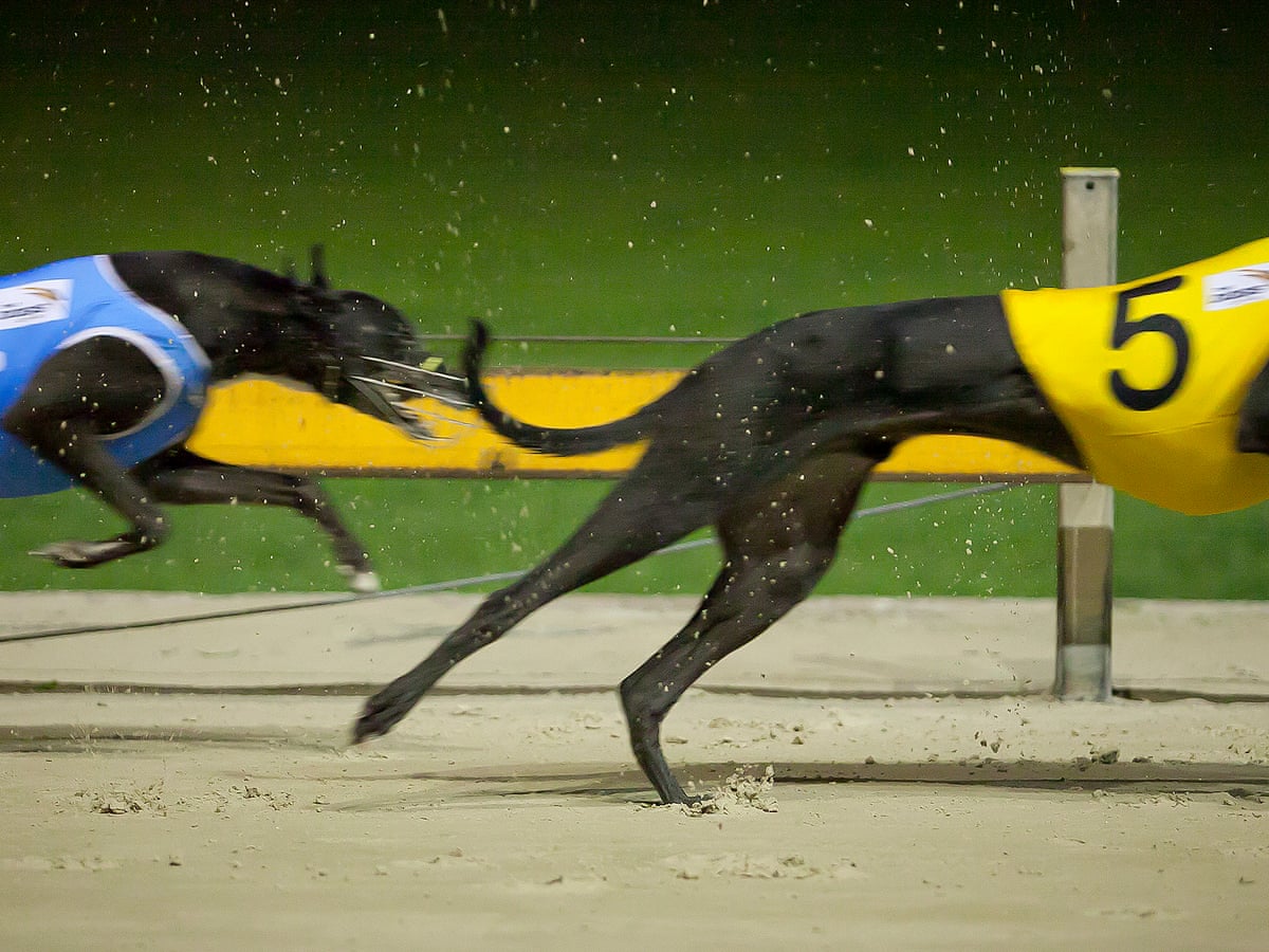 greyhound racing statistics.
