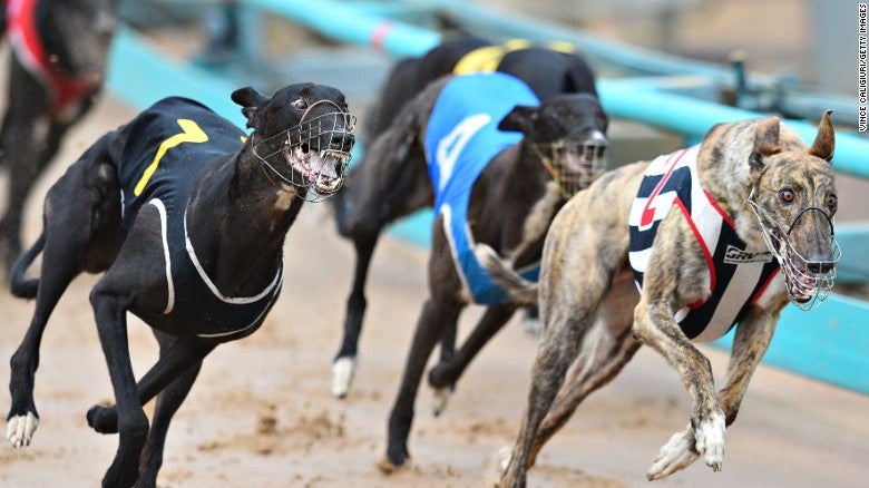 greyhound racing tips