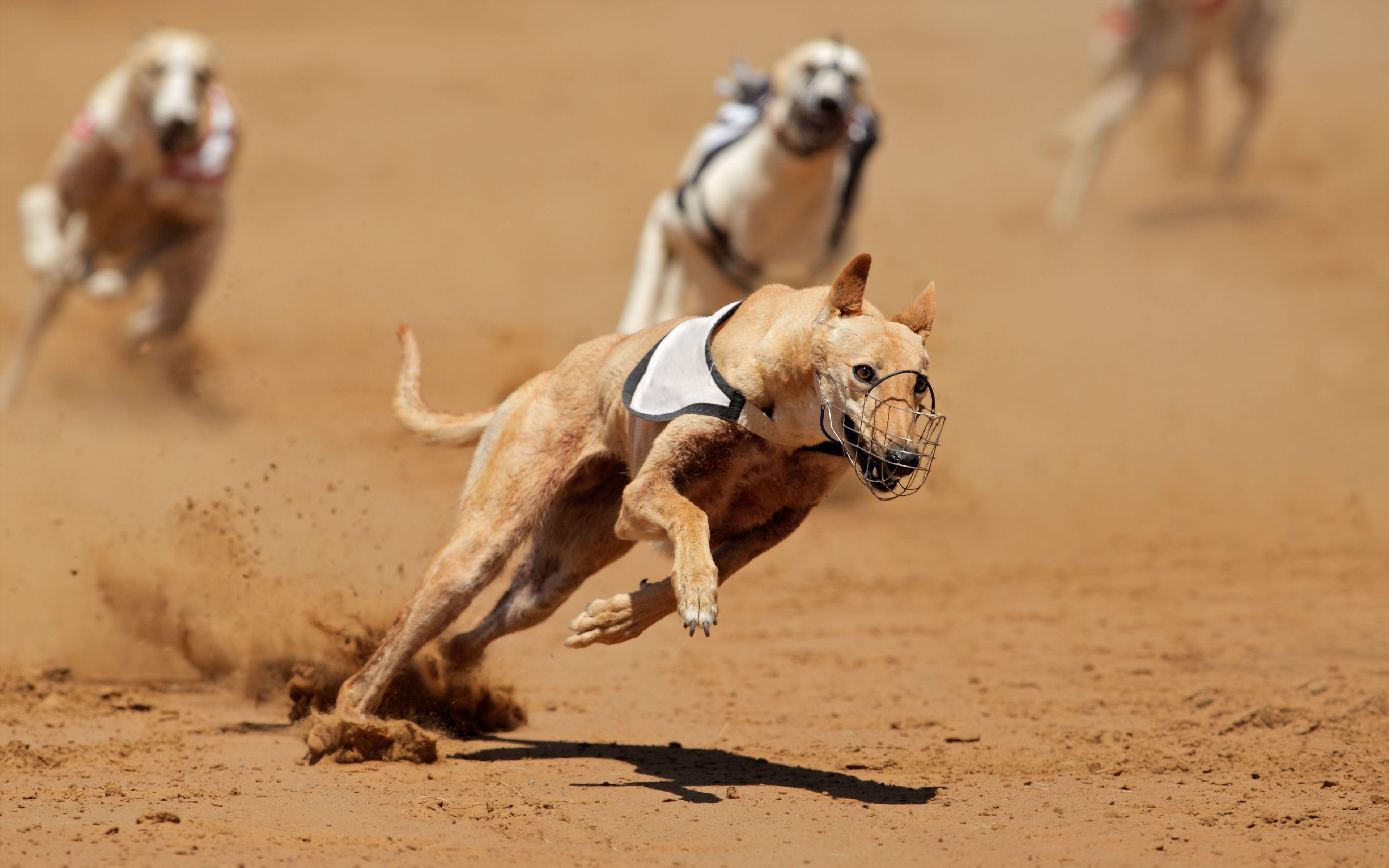 greyhound wallpaper 0044
