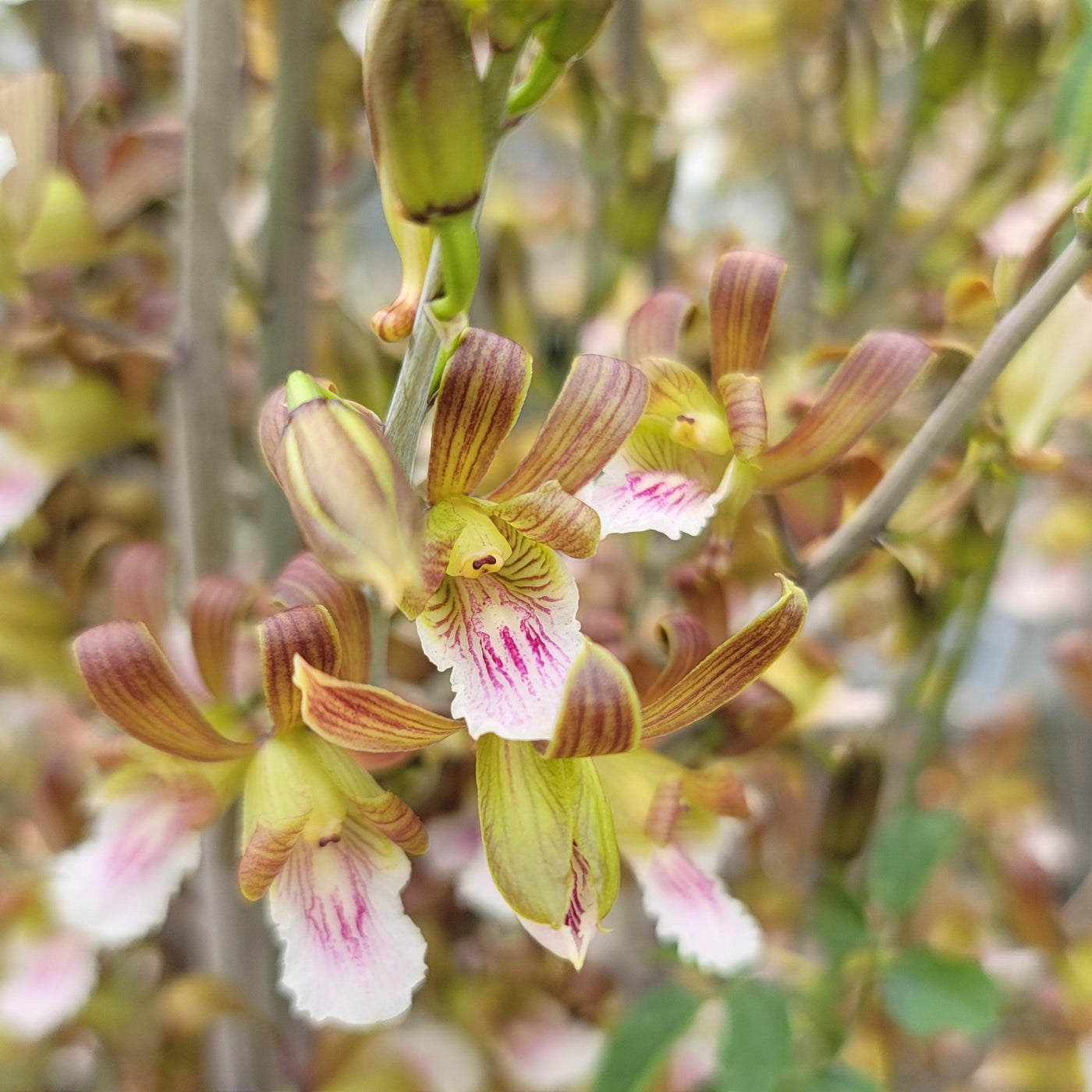 growing desert orchids