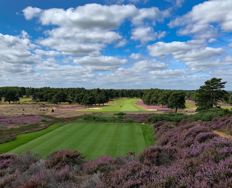 Hankley Common conservation.