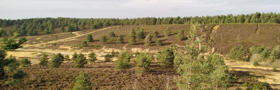 hankley common 0023