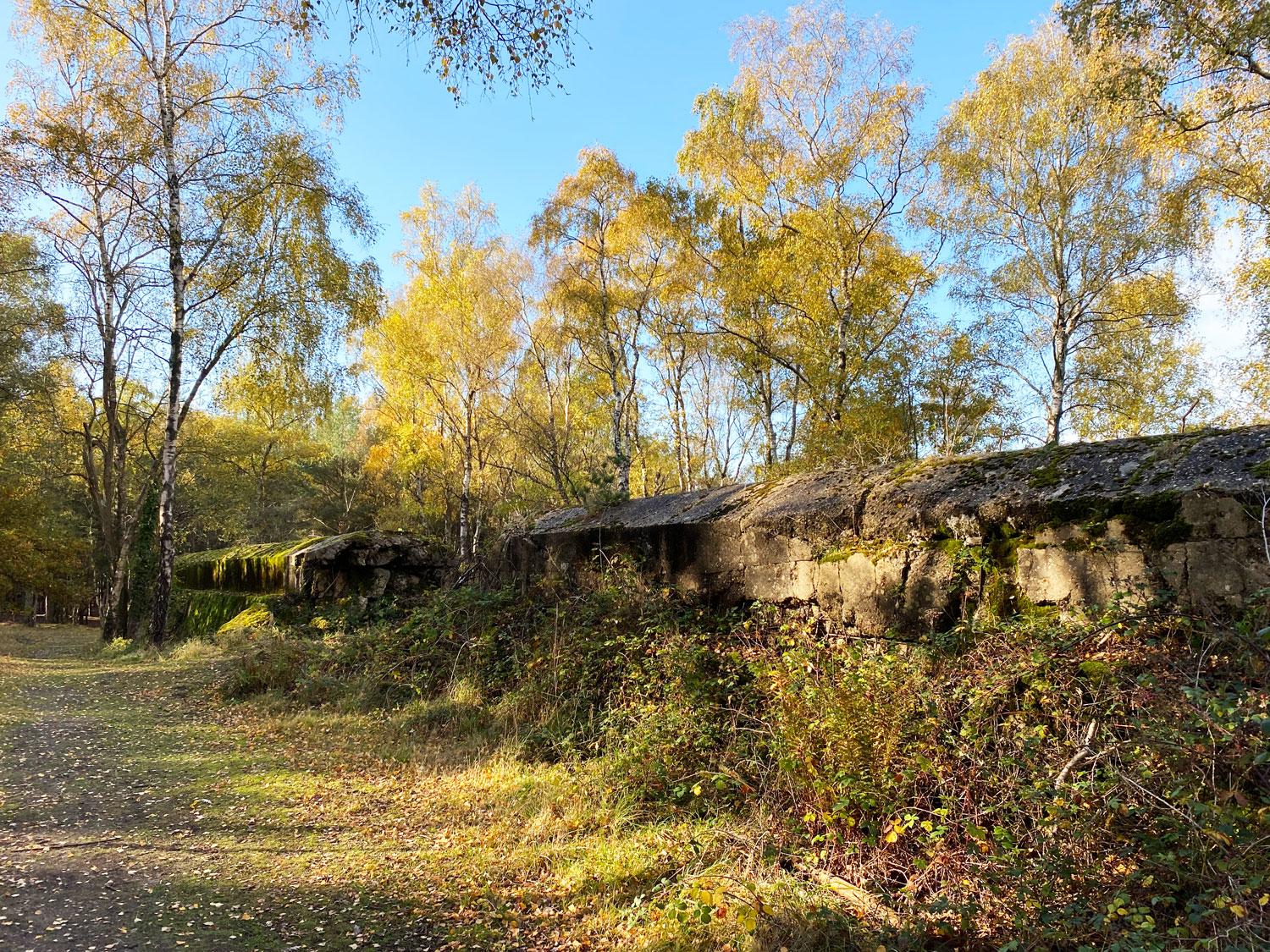 hankley common 0026