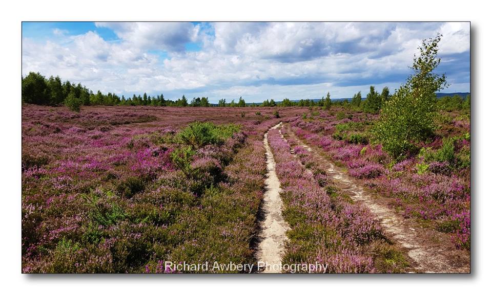 hankley common 0031