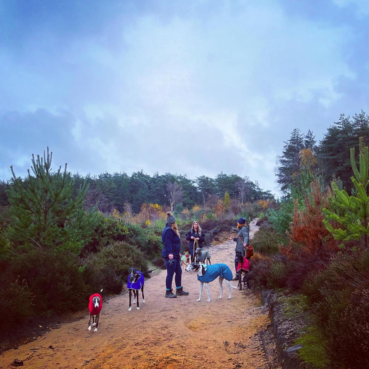 hankley common 0034
