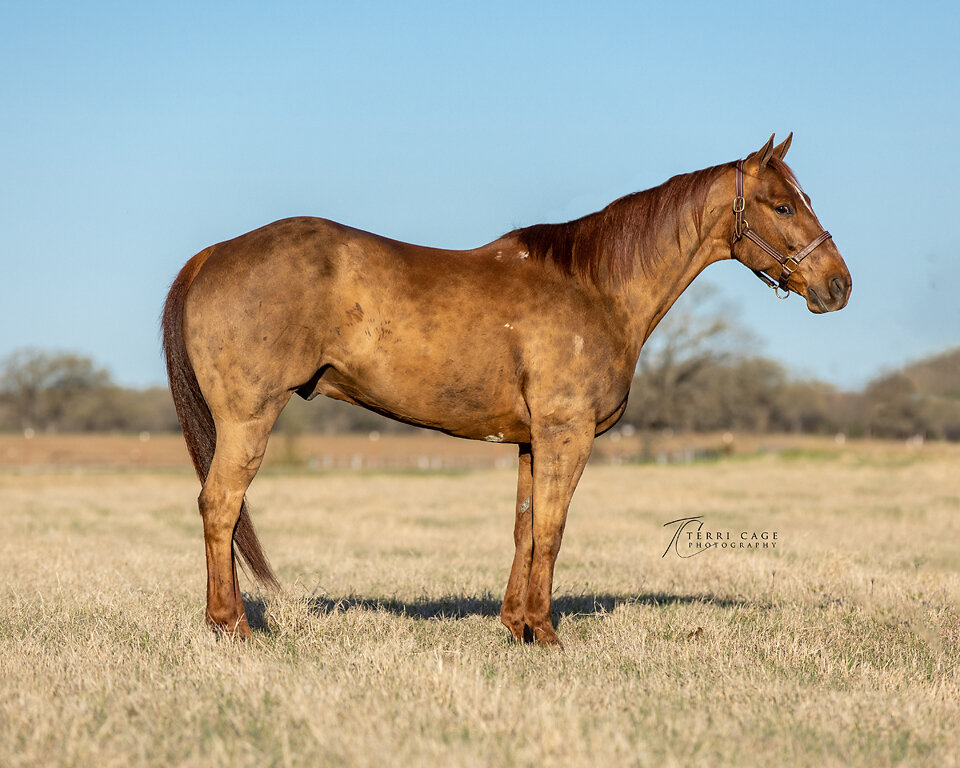 high-quality horse images