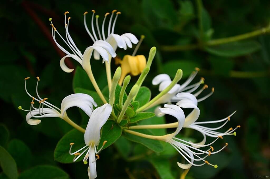 honeysuckle flower meaning