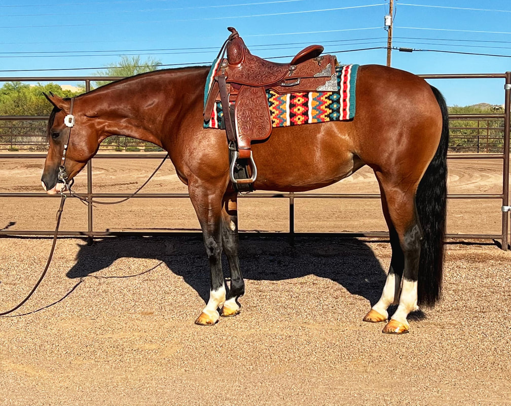 horse canvas wall art