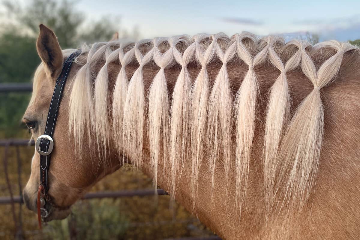 horse haircut designs 0009