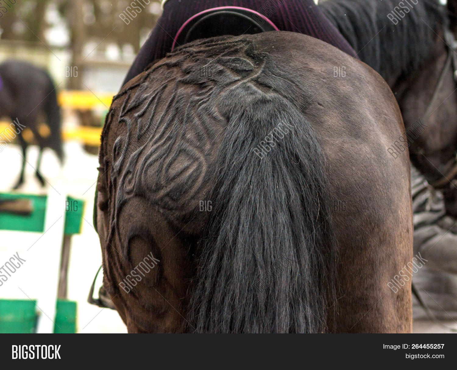horse haircut designs 0010