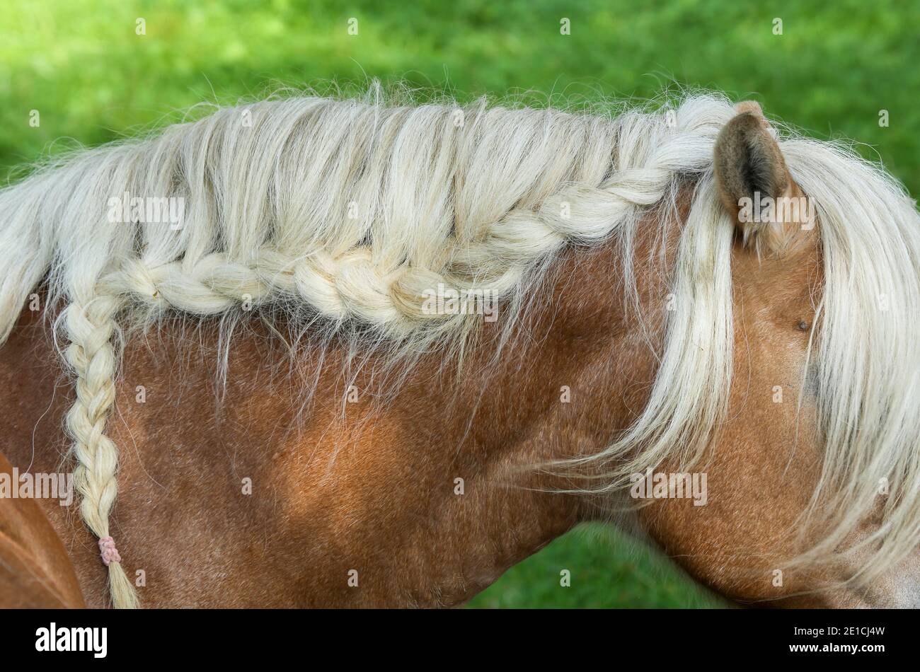 horse haircut designs 0011