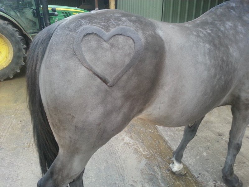 horse haircut designs 0013