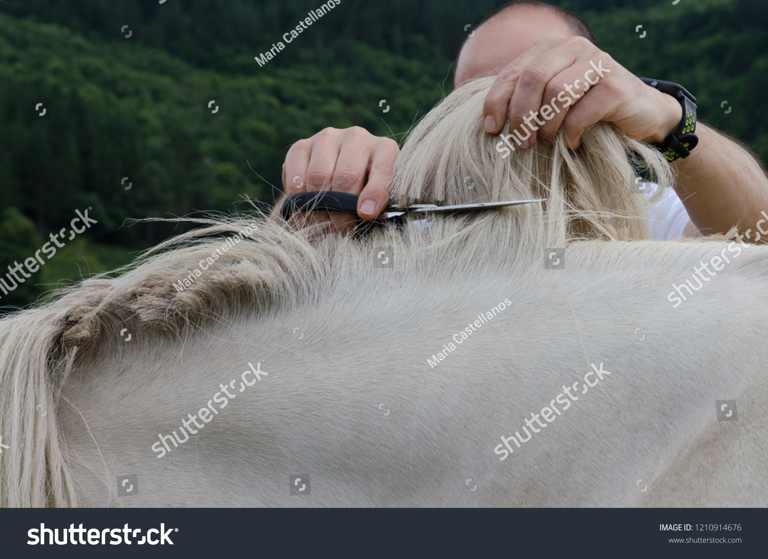 horse haircut designs 0017