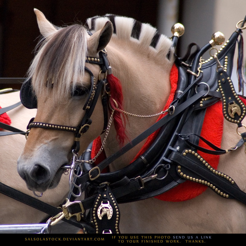 horse haircut designs 0019