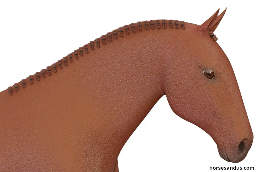 horse haircut designs 0038