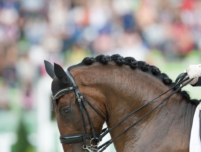 horse haircut designs 0039