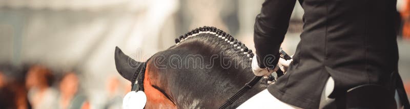 horse haircut designs 0046