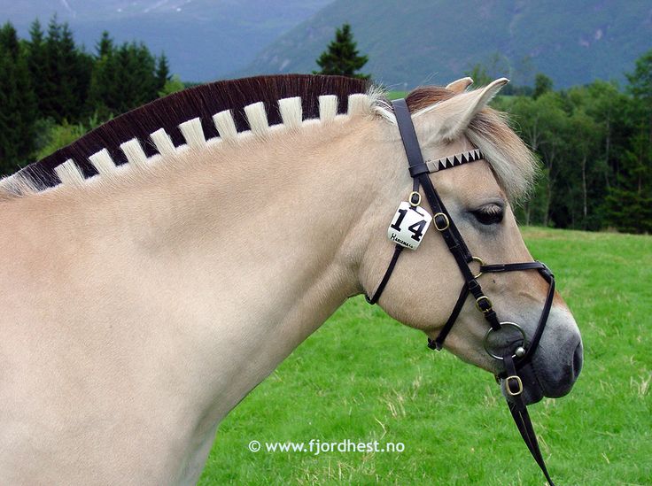 horse haircut designs 0049
