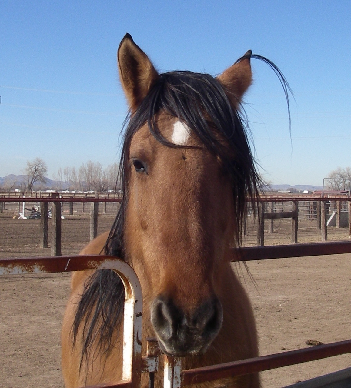 horse haircut 0009