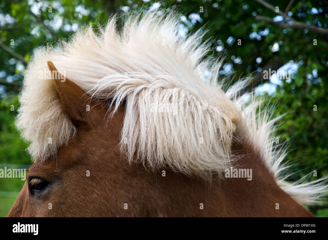 horse haircut 0011