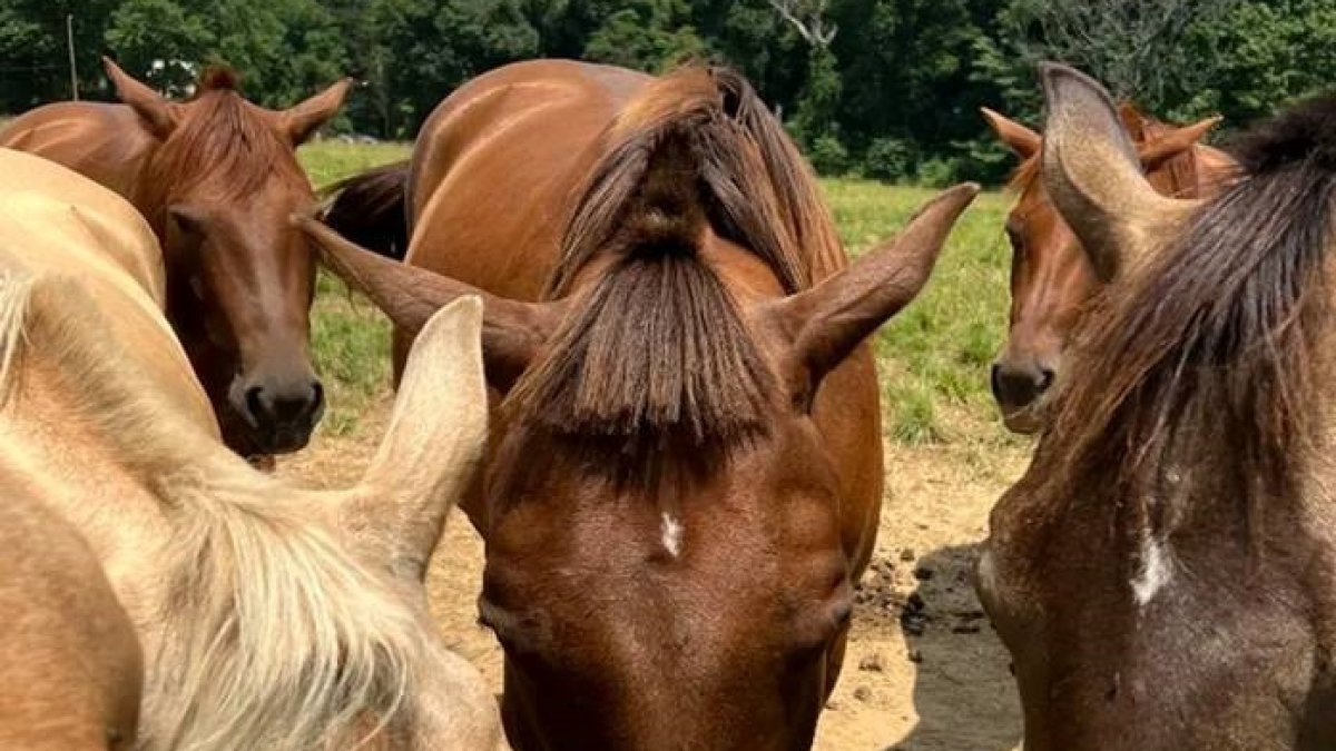 horse haircut 0013