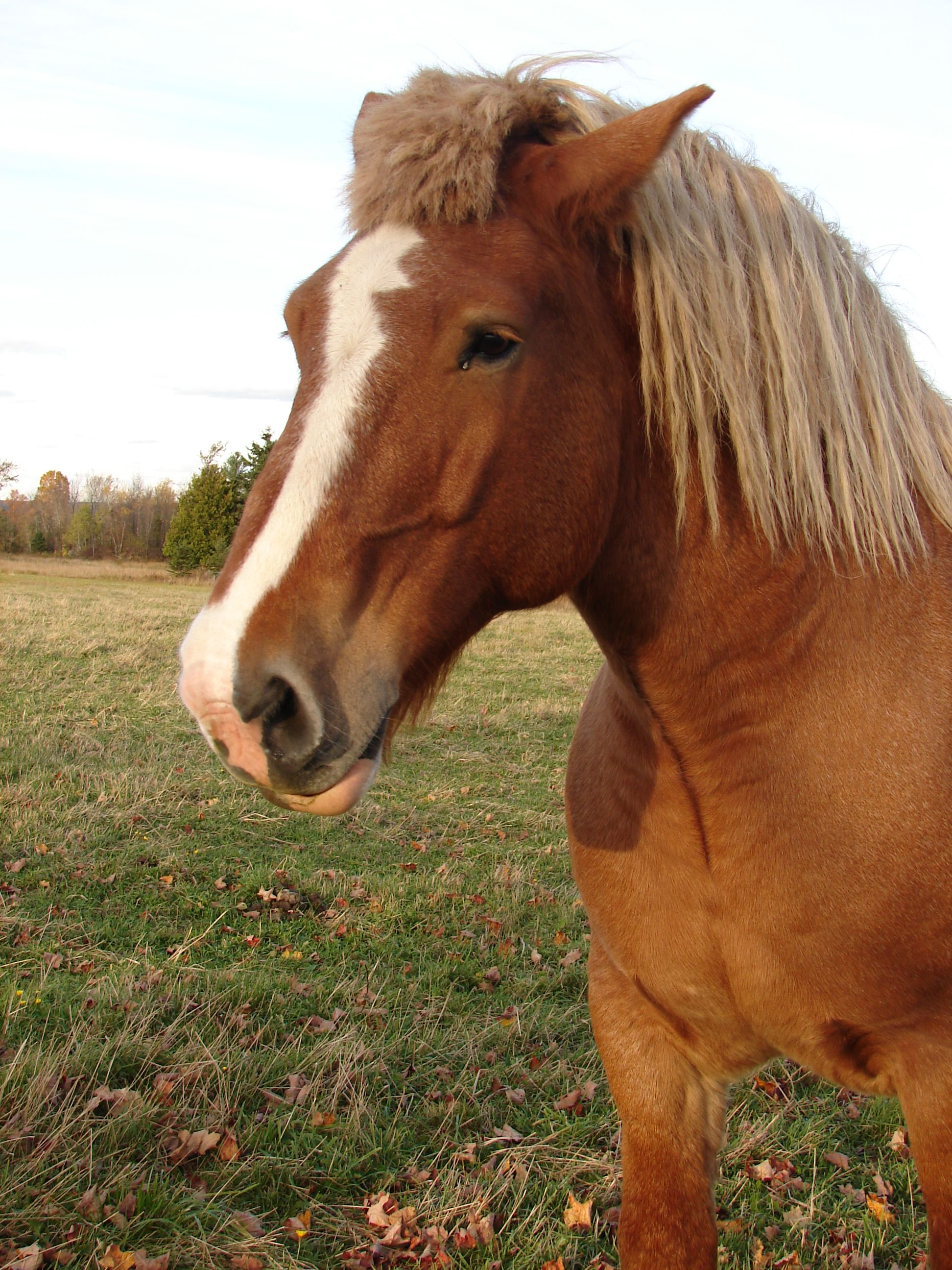 horse haircut 0015