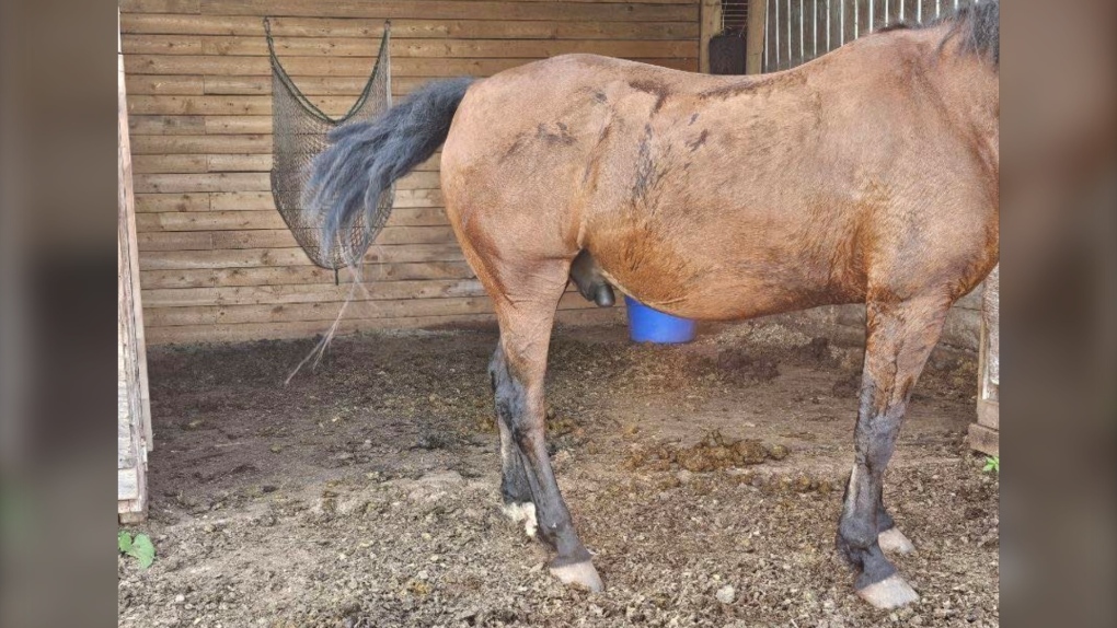 horse haircut 0016