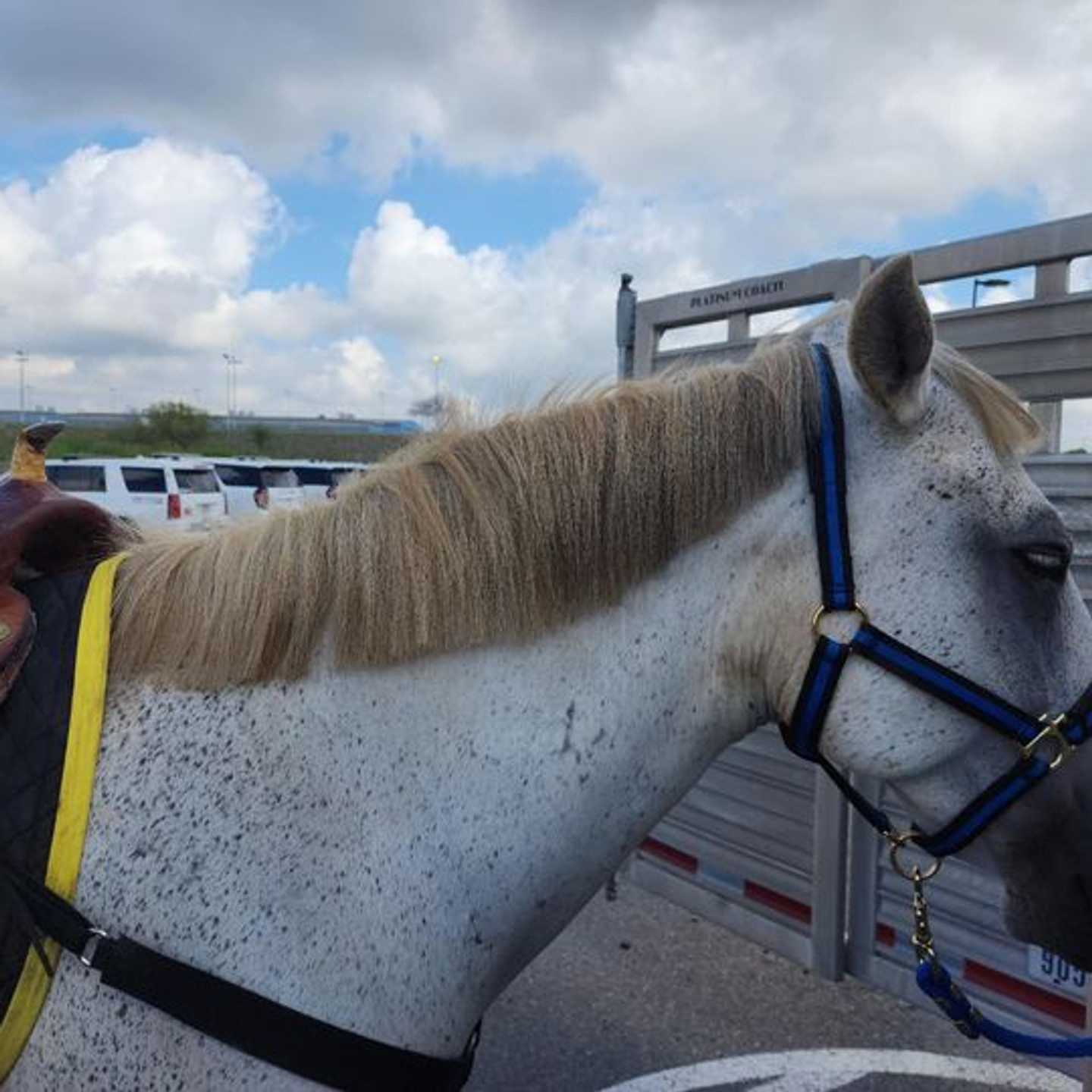 horse haircut 0017