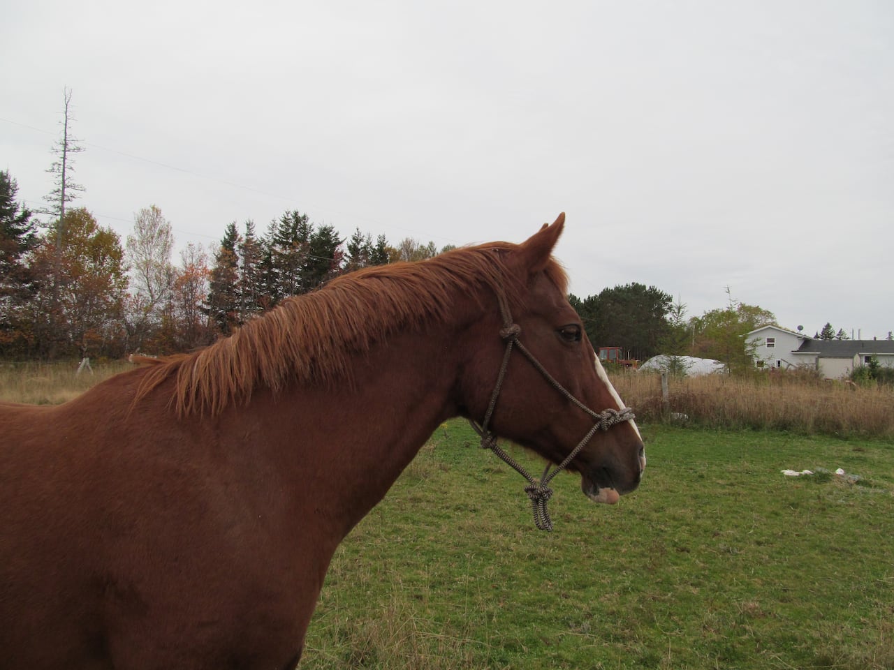horse haircut 0019