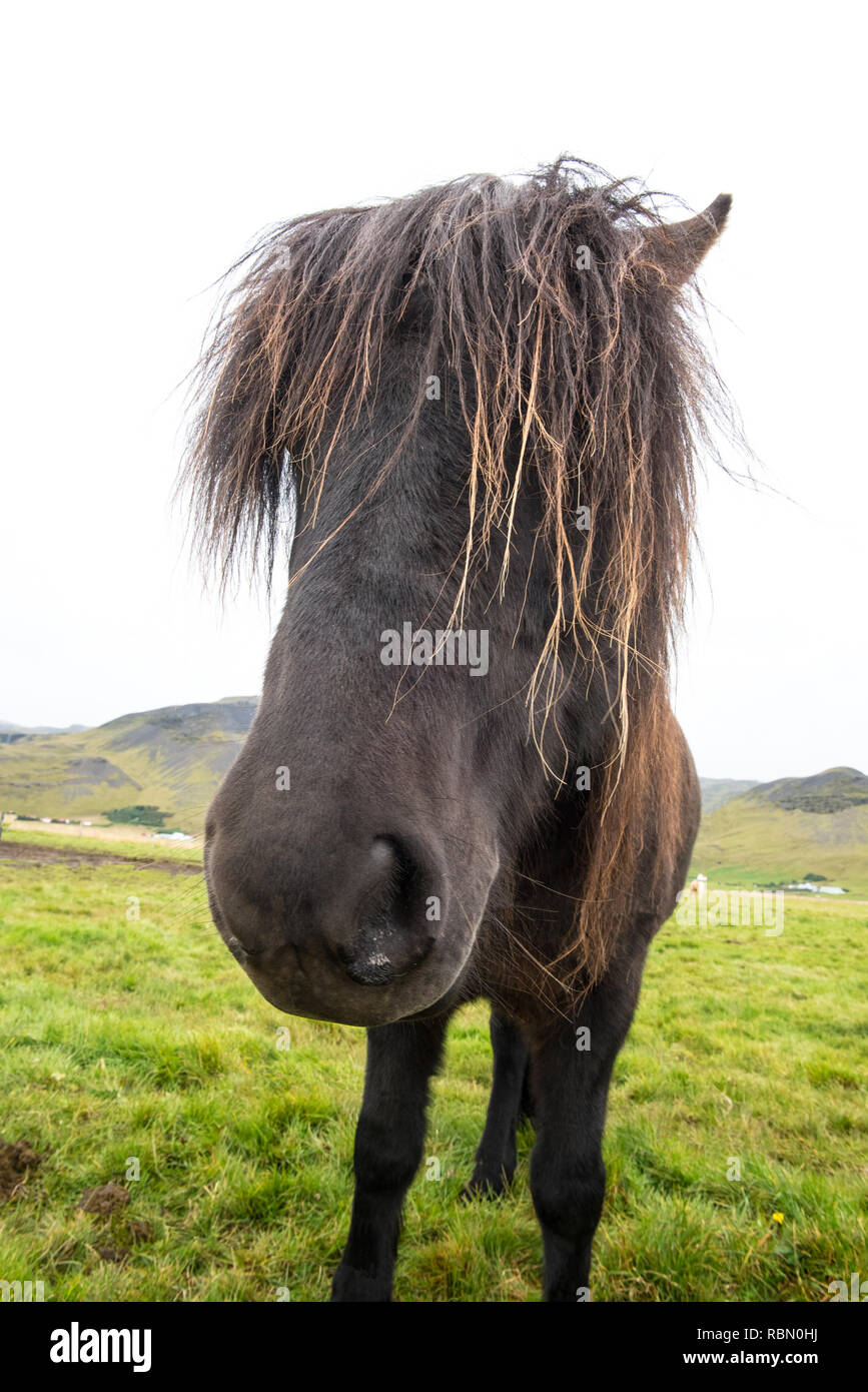horse haircut 0020