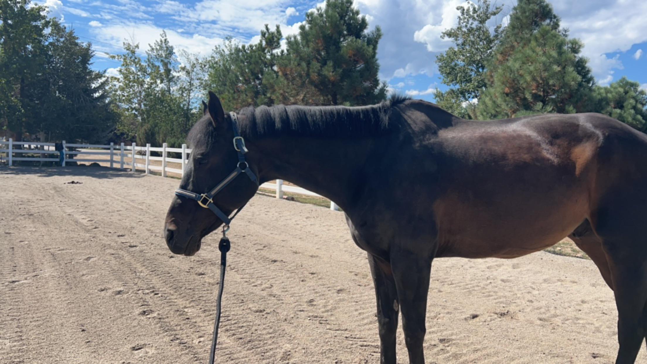 horse haircut 0023
