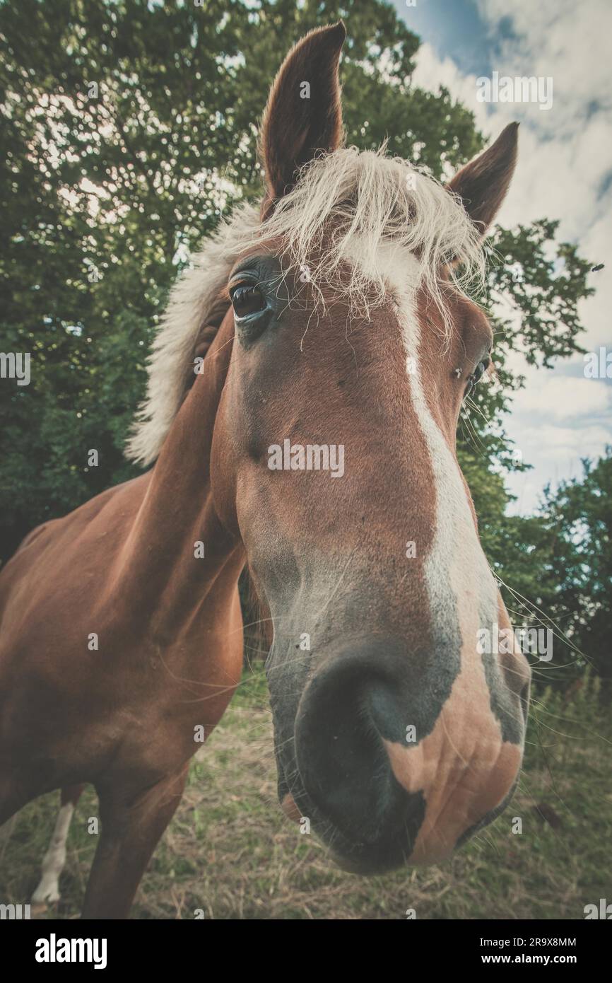 horse haircut 0027