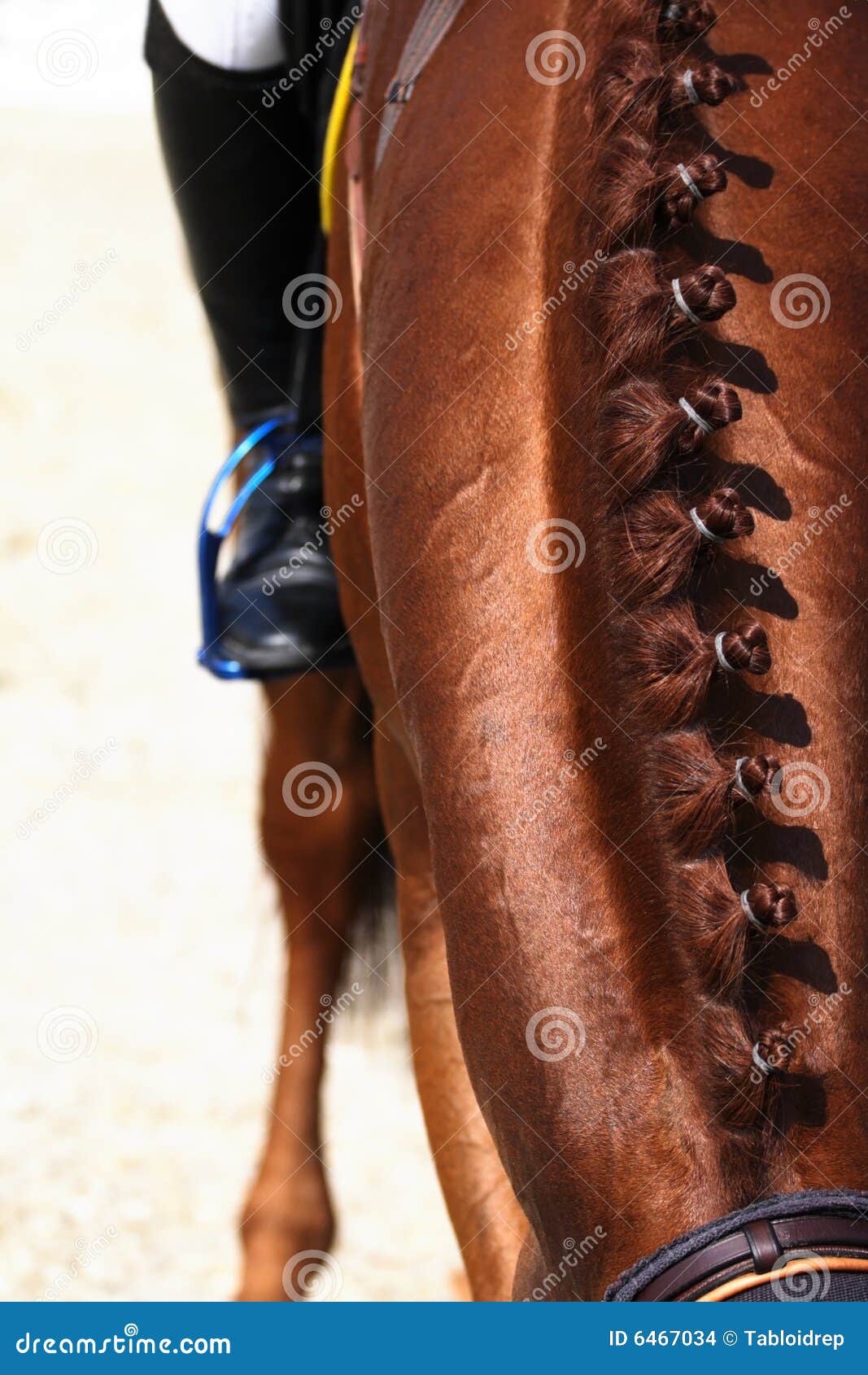 horse haircut 0028
