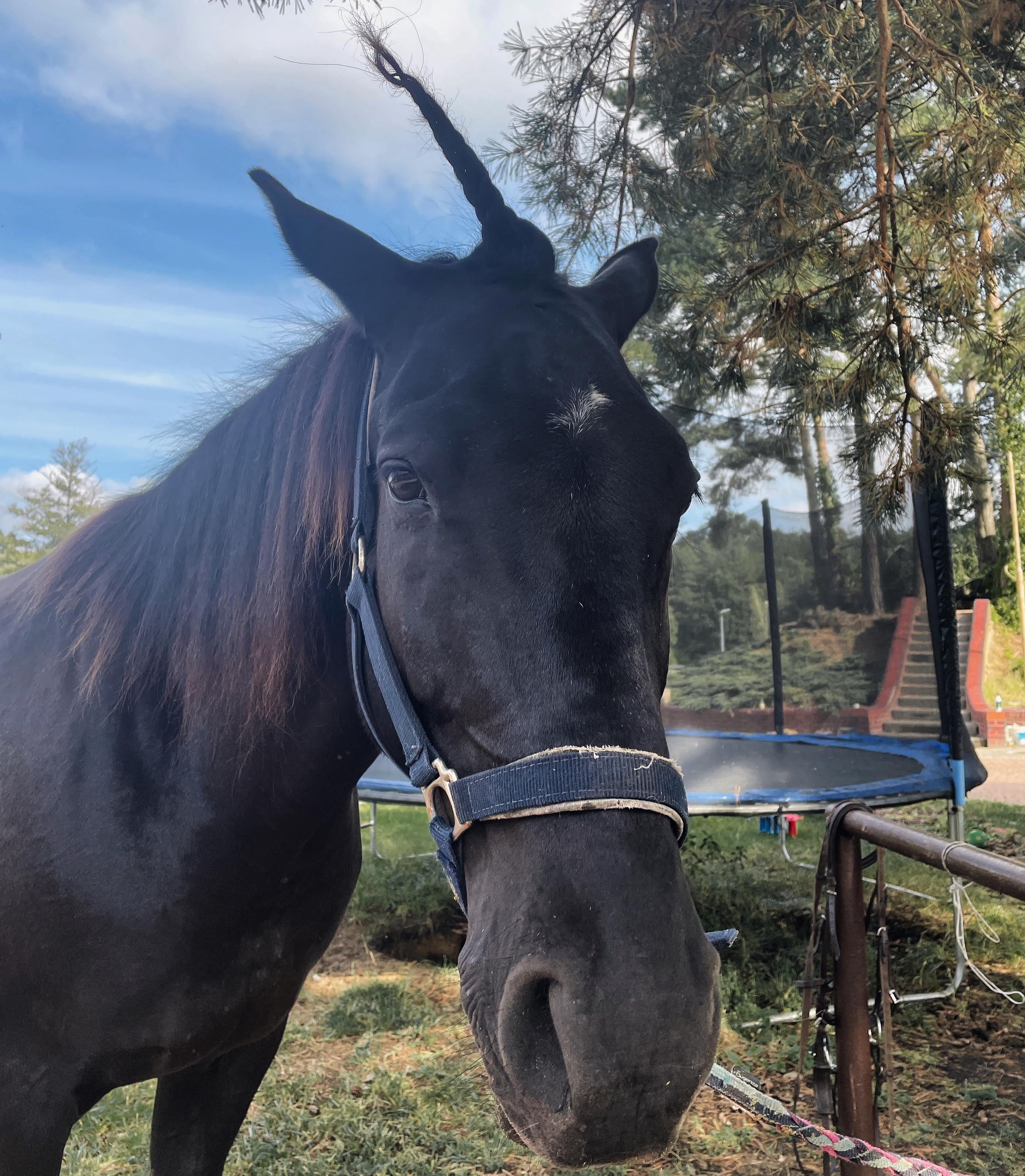 horse haircut 0031