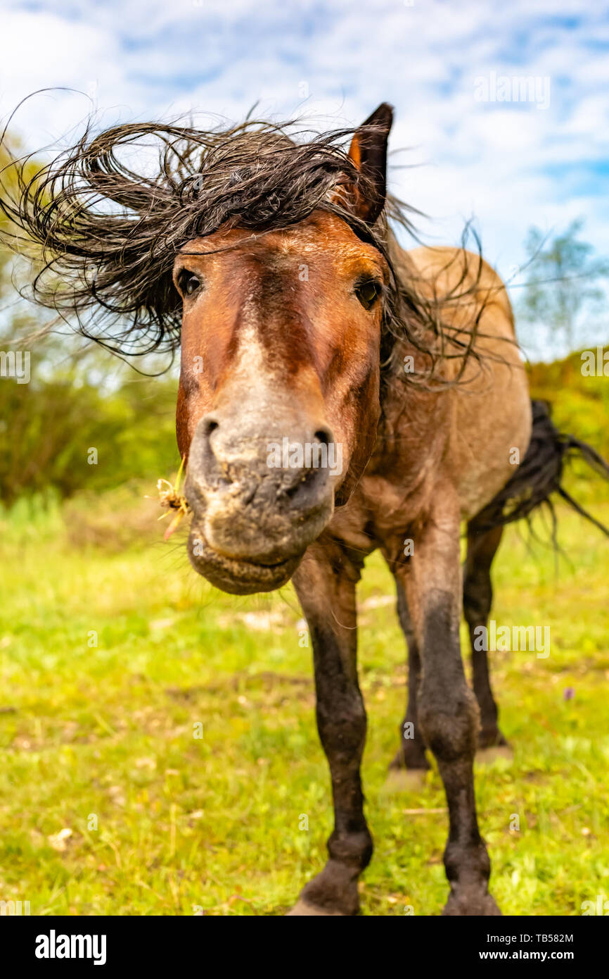 horse haircut 0032